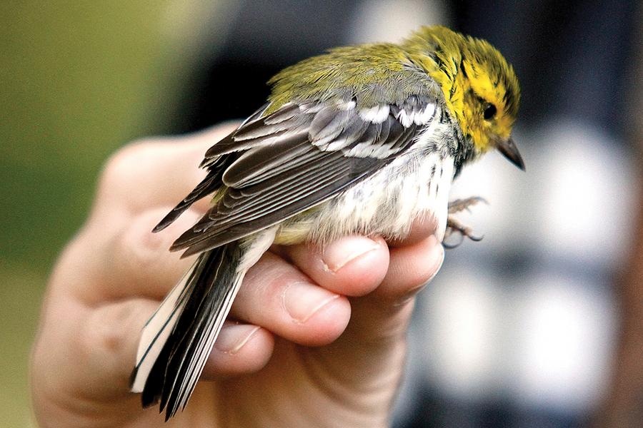 Through citizen science projects, anyone can be a scientist - CSMonitor.com